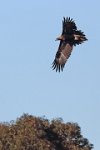 eagle-portrait