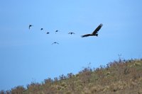 wedgetail-eagle-may-2015-with-rosellas